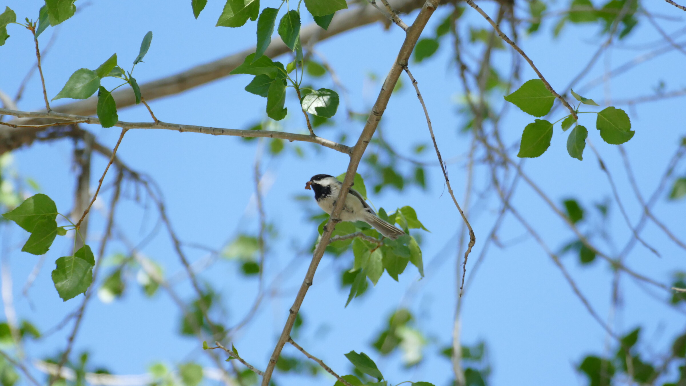 Back Capped Chickadee