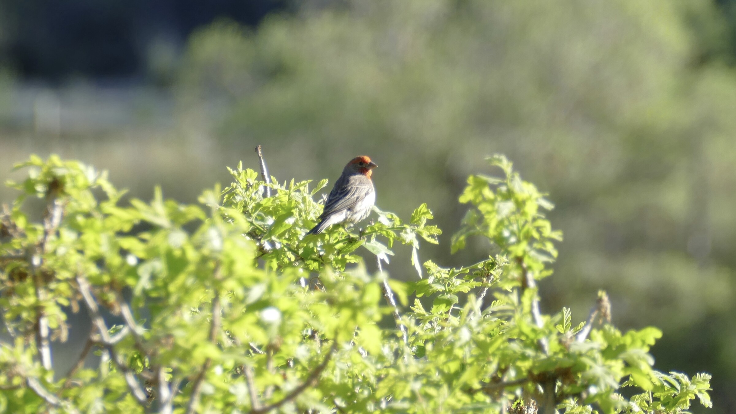 House Finch