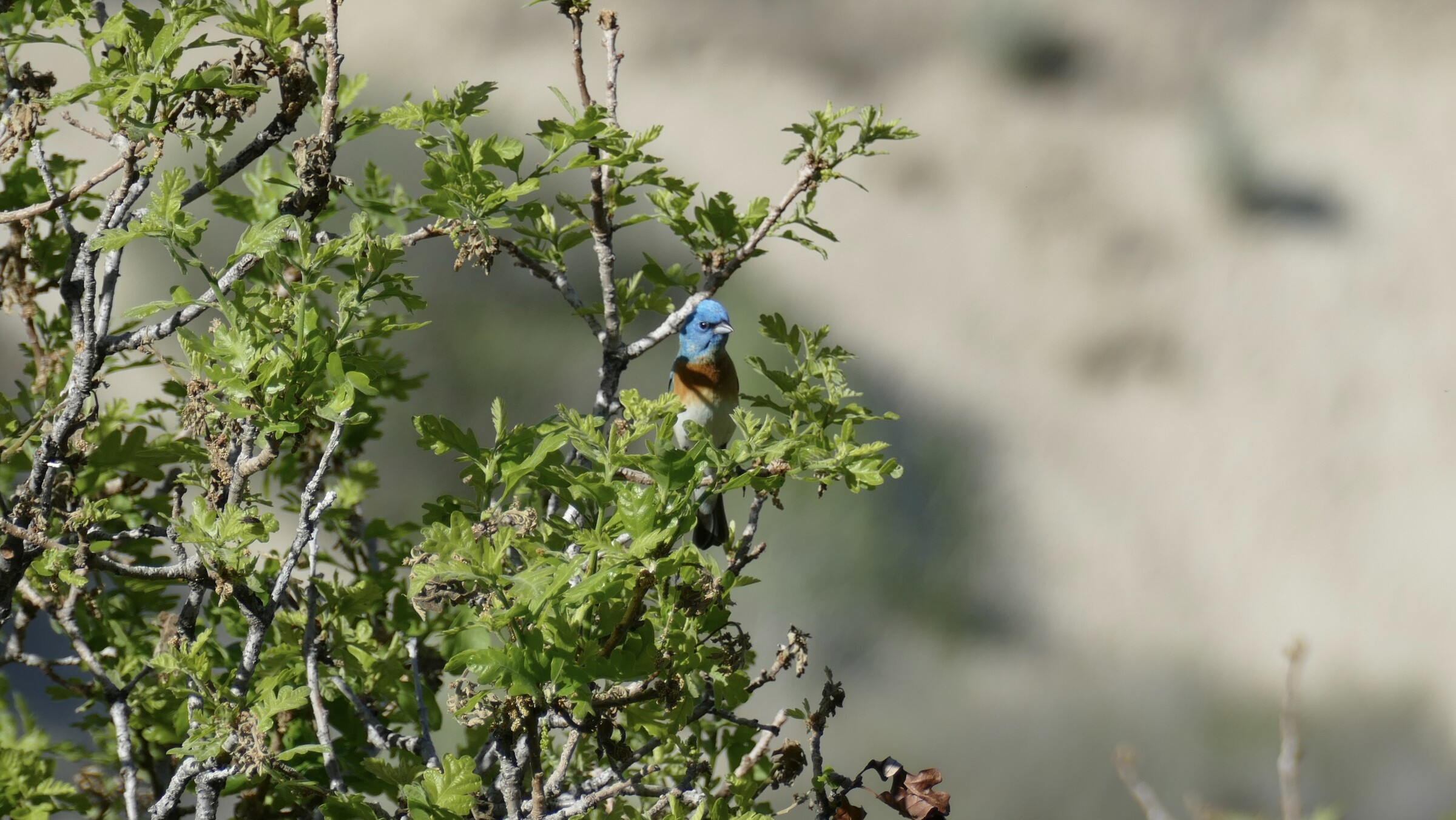 Lazuli Bunting