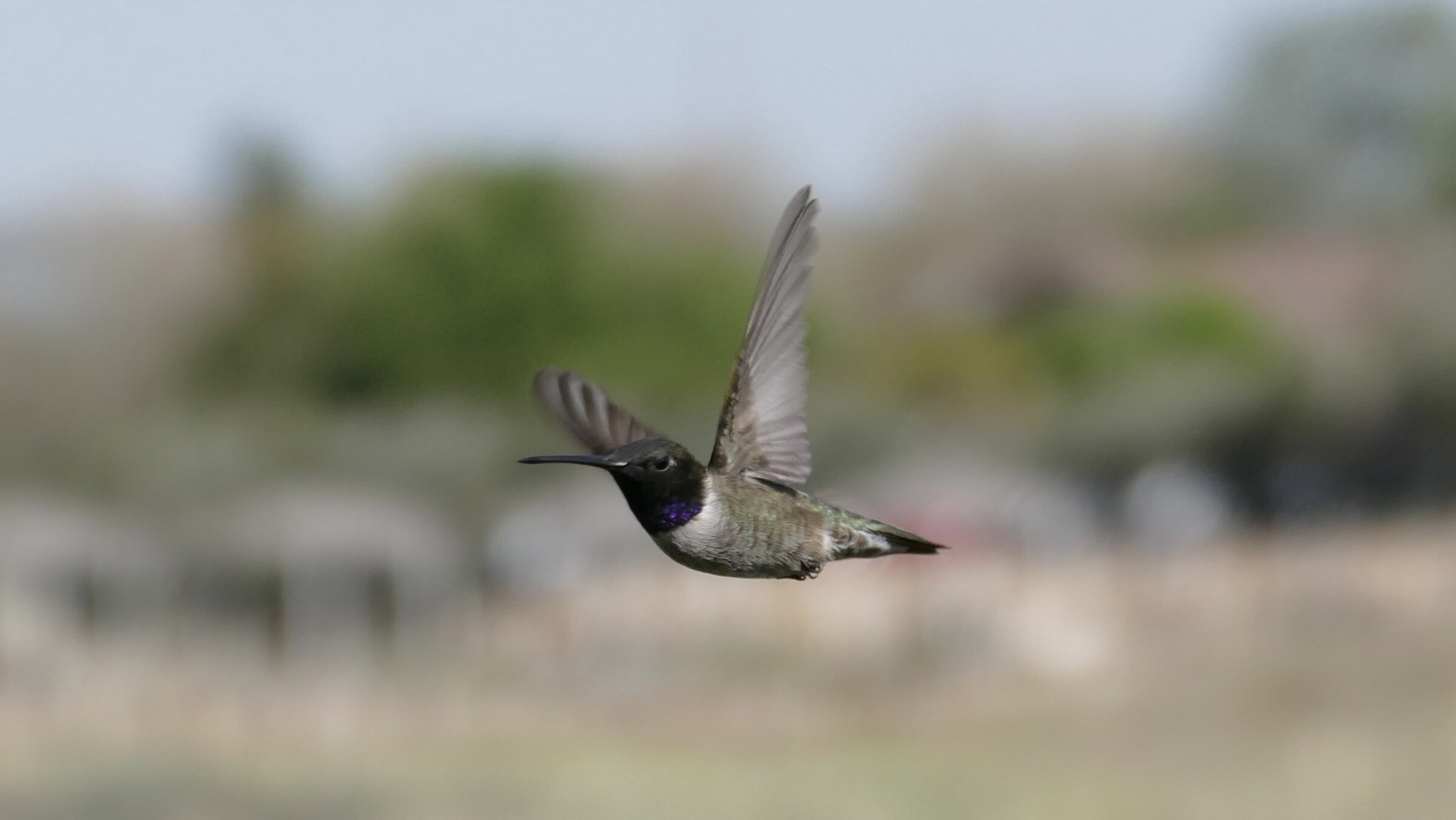 Black-chinned Hummingbird