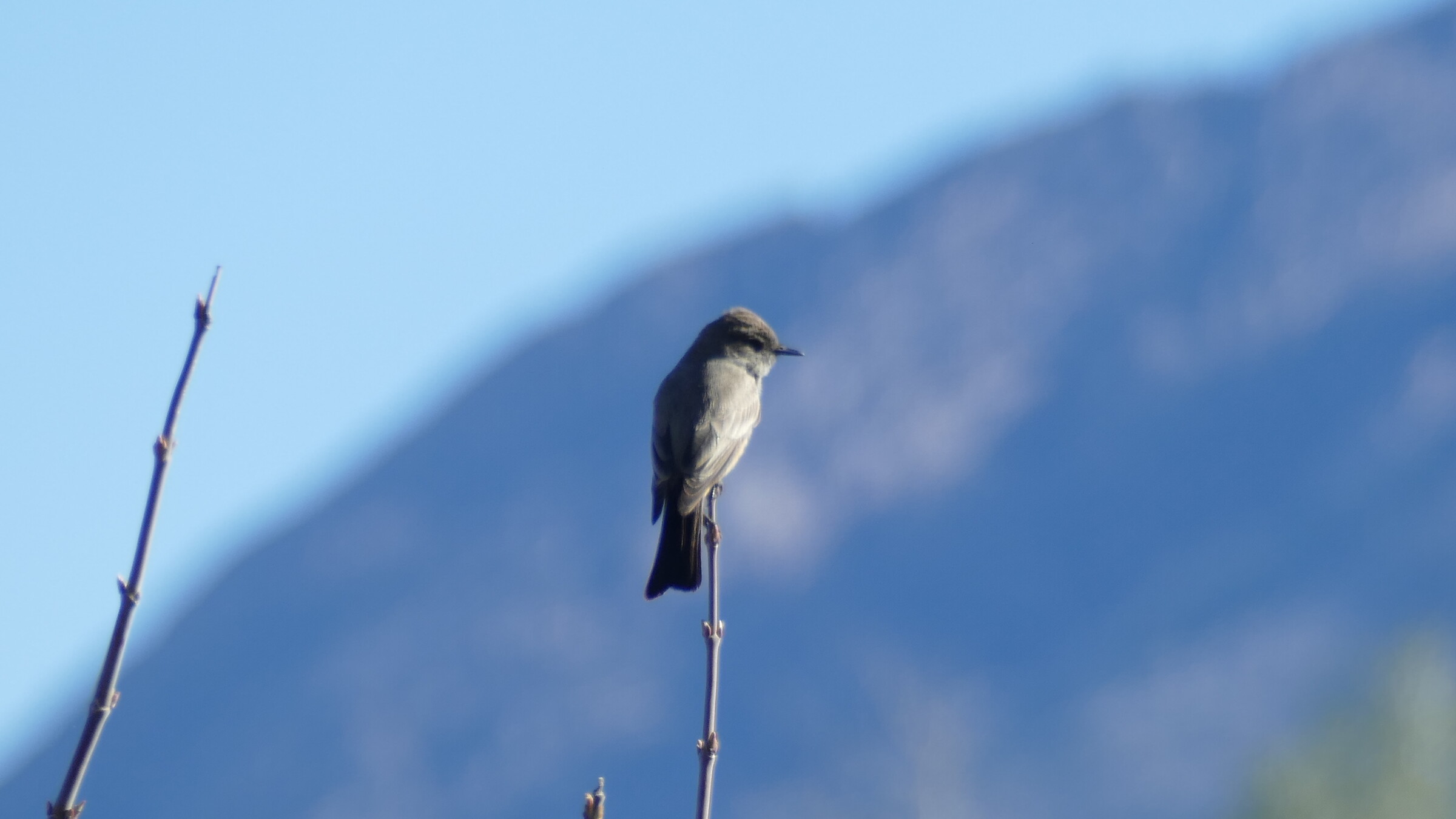 Say's Phoebe
